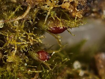 ephemerum minutissimum detail