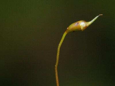 fissidens adianthoides kapsel