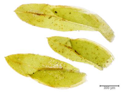 fissidens bryoides blatt