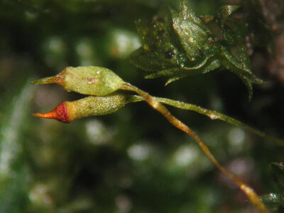 fissidens bryoides kapsel