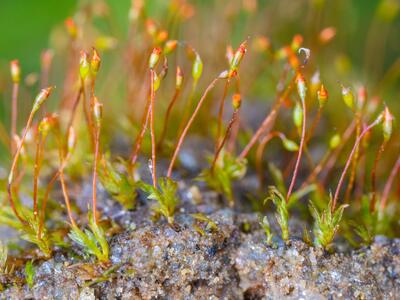 fissidens pusillus kapseln