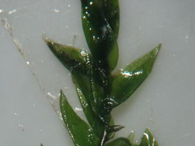fontinalis antipyretica