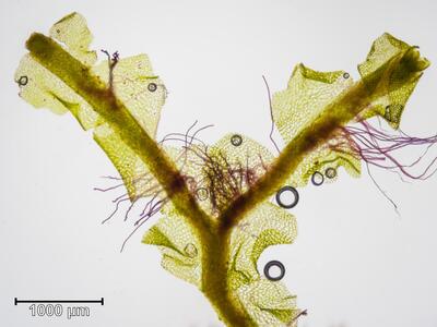 fossombronia foveolata habitus