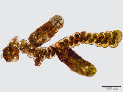 frullania dilatata habitus