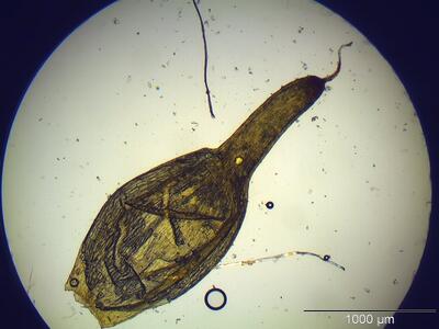 entosthodon fascicularis kalyptra