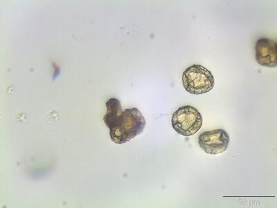 entosthodon fascicularis sporen