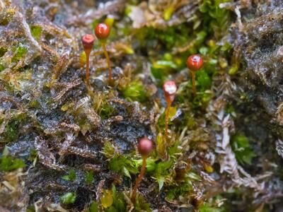 entosthodon obtusus habitus