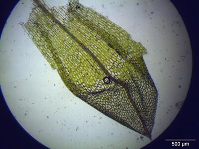 funaria hygrometrica blatt