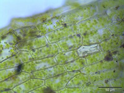 physcomitrium pyriforme lamina