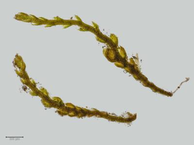 eremonotus myriocarpus habitus