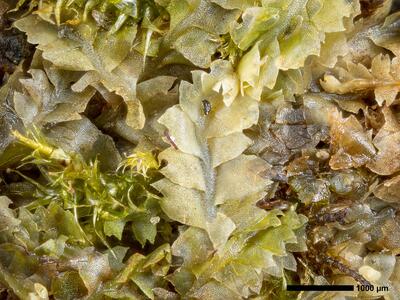 geocalyx graveolens 1