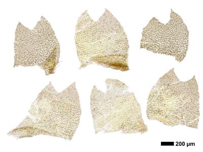 geocalyx graveolens 1 flankenblatt