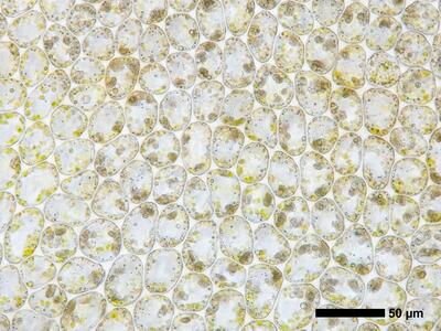 geocalyx graveolens 1 flankenblatt blattmitte