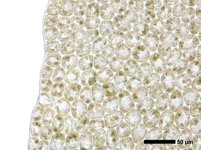 geocalyx graveolens 1 flankenblatt blattrand