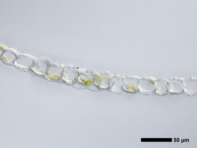 geocalyx graveolens 1 flankenblatt quer detail