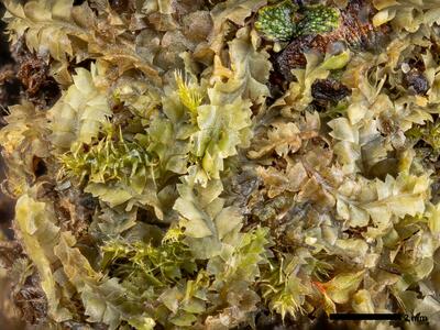 geocalyx graveolens 1 habitus