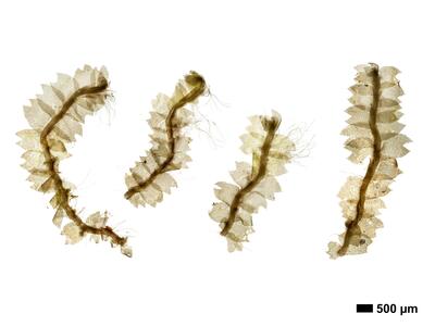 geocalyx graveolens 1 habitus oberseite