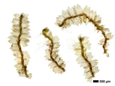 geocalyx graveolens 1 habitus unterseite