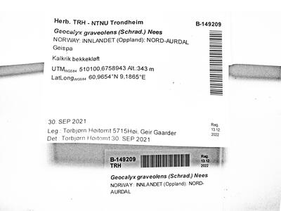 geocalyx graveolens 1 herbarbeleg