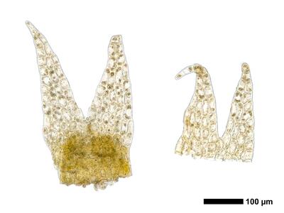 geocalyx graveolens 1 unterblatt