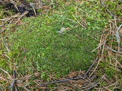 geocalyx graveolens 2