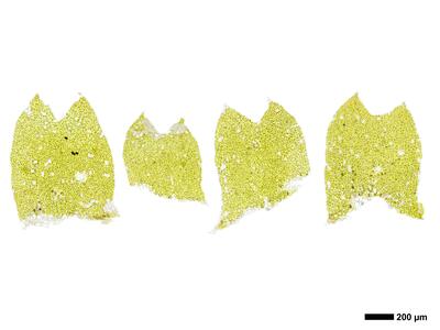 geocalyx graveolens 2 flankenblatt