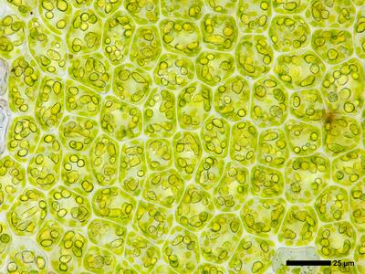 geocalyx graveolens 2 flankenblatt blattmitte