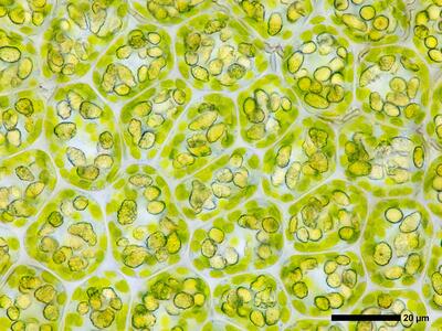 geocalyx graveolens 2 flankenblatt blattmitte detail