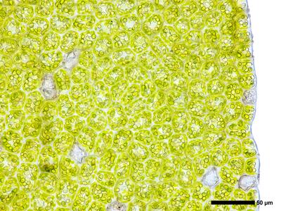 geocalyx graveolens 2 flankenblatt blattrand