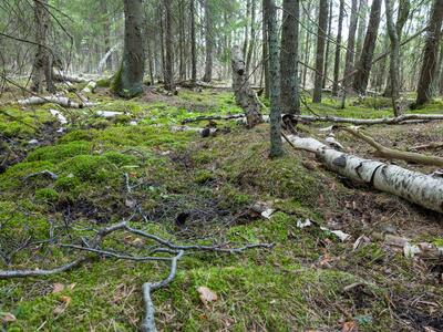 geocalyx graveolens 2 habitat