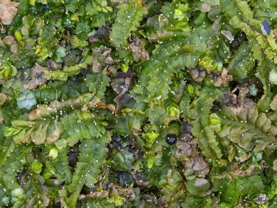 geocalyx graveolens 2 habitus