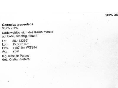 geocalyx graveolens 2 herbarbeleg