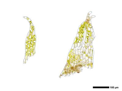geocalyx graveolens 2 unterblatt