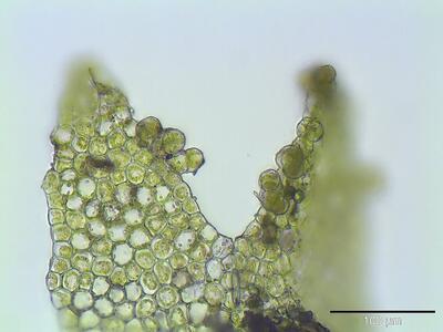 lophocolea minor brutkoerper