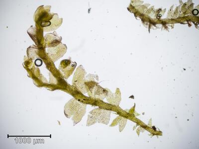 lophocolea minor habitus