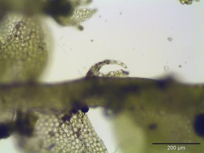lophocolea minor unterblatt