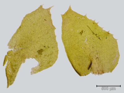 saccogyna viticulosa blatt