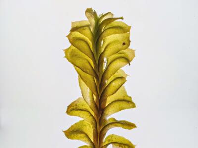 saccogyna viticulosa habitus