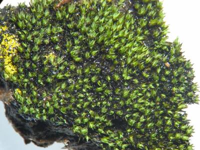 grimmia alpestris feucht