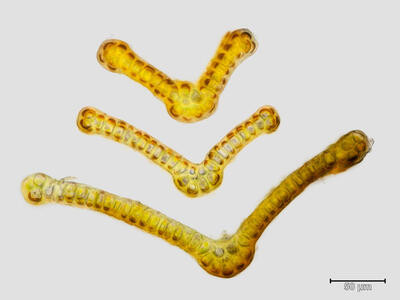 grimmia dissimulata blatt querschnitt