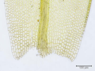 grimmia dissimulata blattgrund