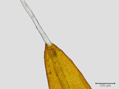 grimmia dissimulata blattspitze