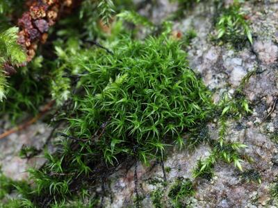 grimmia hartmanii