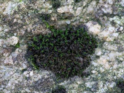 grimmia hartmanii trocken