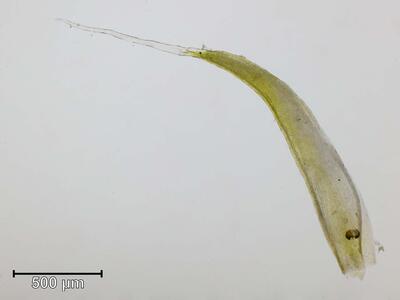 grimmia trichophylla blatt