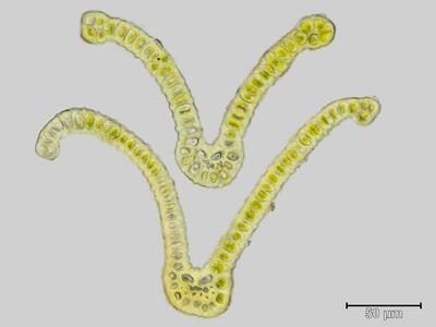 grimmia trichophylla blatt querschnitt