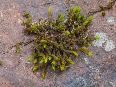 racomitrium aciculare