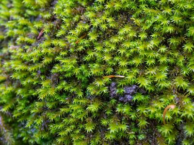 racomitrium aquaticum