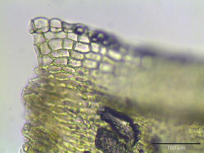racomitrium canescens blattfluegel