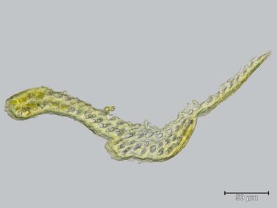 racomitrium ellipticum blatt quer